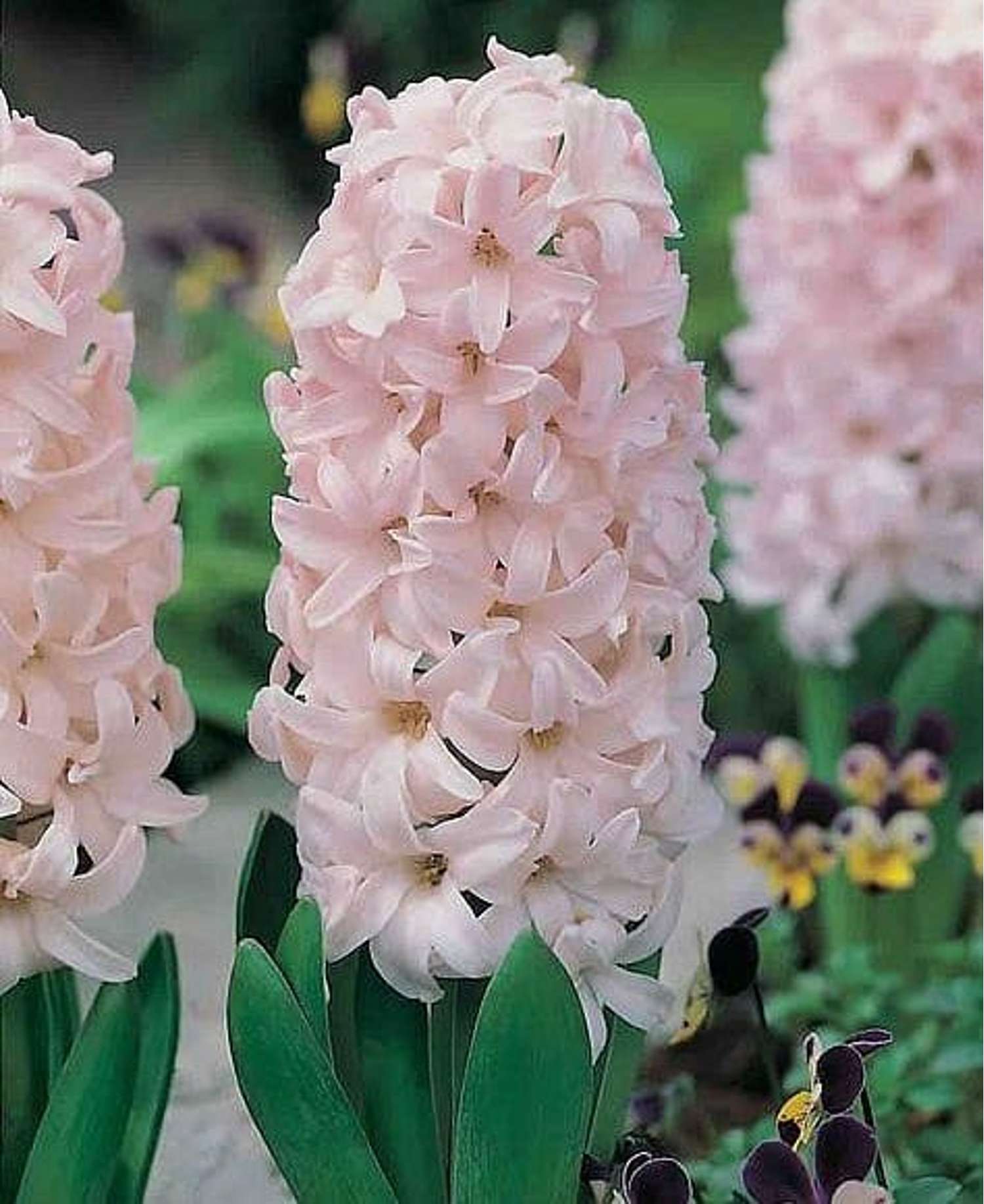 Hyazinthe 'China Pink'